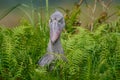 Uganda wildlife. Shoebill, Balaeniceps rex, hidden in the green vegetation. Portrait of big beaked bird, Mabamba swamp.