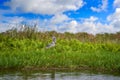 Uganda wildlife. Shoebill, Balaeniceps rex, hidden in the green vegetation. Portrait of big beaked bird, Mabamba swamp.