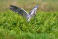 Uganda wildlife. Shoebill, Balaeniceps rex, hidden in the green vegetation. Portrait of big beaked bird, Mabamba swamp.