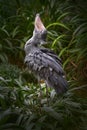 Uganda wildlife. Shoebill, Balaeniceps rex, hidden in the green vegetation. Portrait of big beaked bird, Green swamp. Birdwatching