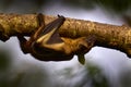 Uganda wildlife. Straw-coloured fruit bat, Eidolon helvum, on the the tree during the evening, Kisoro, Uganda in Africa. Bat