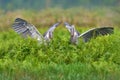 Uganda wildlife. two Shoebill, Balaeniceps rex, bird fight in green vegetation. Portrait of big beaked bird, Mabamba swamp.