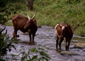 Ugandan Ankole Cows