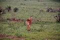 Ugandan antelope looking around in Murchison Falls NP, Uganda