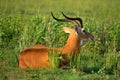 Ugandan antelope looking around in Murchison Falls NP, Uganda