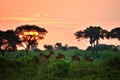 Ugandan antelopes at sunrise in Queen Elizabeth NP, Uganda