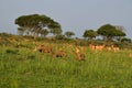 Ugandan antelopes and warthog at sunrise in Queen Elizabeth NP, Uganda