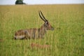 Ugandan bushback antelope looking around in Murchison Falls NP, Uganda