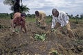 Ugandan farm laborers at work on farmland