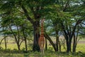 Ugandan giraffe browses in savannah