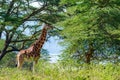 Ugandan giraffe browses in savannah