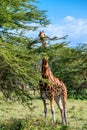 Ugandan giraffe browses in savannah