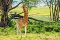 Ugandan giraffe browses in savannah