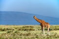 Ugandan giraffe browses in savannah