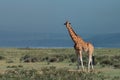 Ugandan giraffe ( Giraffa camelopardalis rothschildi )