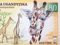 Ugandan giraffe, a portrait from money