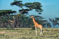 Ugandan giraffe