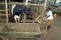 Ugandan Girl gives cow to eat and drink Royalty Free Stock Photo