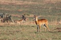 Ugandan Kob Antelope on the African Plains