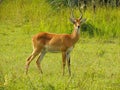 Ugandan Kob in Murchison Falls National Park,Uganda Royalty Free Stock Photo