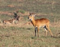 Ugandan Kob Male Antelope on the Savanna Royalty Free Stock Photo