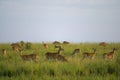 Ugandan kobs in Murchison Falls National Park