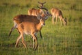 Ugandan kobs in Murchison Falls National Park