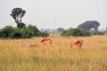 Ugandan kobs, Queen ElizabethNational Park, Uganda