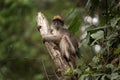 Ugandan red colobus, piliocolobus tephrosceles, ashy red colobus