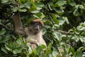 Ugandan red colobus, piliocolobus tephrosceles, ashy red colobus, Uganda