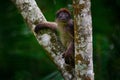 Ugandan red colobus, Piliocolobus tephrosceles, rufous head grey monkey sitting on tree trunk in tropic forest. Red colobus in