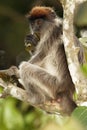 Ugandan Red Colobus Piliocolobus tephrosceles sitting on a branch with leaves rolled up in his mouth