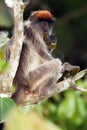 The Ugandan red colobus Procolobus tephrosceles sitting on a branch