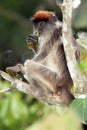 The Ugandan red colobus Procolobus tephrosceles sitting on a branch with a leaf in his hand.A very rare African monkey feeds on