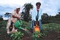 Ugandan women work in vegetable production