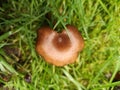 Uggly mushroom but unic