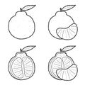 Ugli Vector Illustration Hand Drawn Fruit Cartoon Art