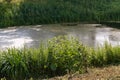 Uglich, Russia, July 9, 2023. A pond overgrown with mud in the city center. Royalty Free Stock Photo