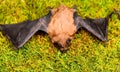 Ugly bat. Dummy of wild bat on grass. Wild nature. Forelimbs adapted as wings. Mammals naturally capable of true and Royalty Free Stock Photo