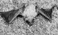 Ugly bat. Dummy of wild bat on grass. Wild nature. Forelimbs adapted as wings. Mammals naturally capable of true and