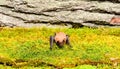 Ugly bat. Forelimbs adapted as wings. Museum of nature. Mammals naturally capable of true and sustained flight. Eyes bat Royalty Free Stock Photo