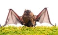 Ugly bat. Wild nature. Forelimbs adapted as wings. Mammals naturally capable of true and sustained flight. Bat emit