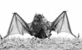 Ugly bat. Wild nature. Forelimbs adapted as wings. Mammals naturally capable of true and sustained flight. Bat emit Royalty Free Stock Photo