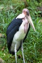 Ugly Bird: The Marabou Stork Royalty Free Stock Photo