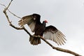 Ugly black bird Turkey vulture, Cathartes aura, sitting on the tree, Costa Rica. Bird with open wing. Bird with grey sky. Vulture Royalty Free Stock Photo