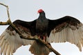 Ugly black bird Turkey vulture, Cathartes aura, sitting on the tree, Costa Rica. Bird with open wing. Royalty Free Stock Photo