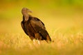 Ugly black bird Black Vulture, Coragyps atratus, sitting in the green grass, Pantanal, Brazil. Royalty Free Stock Photo