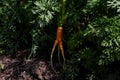 Ugly carrot with three tails, grown in the garden. Selective focus. Vegetable abnormal shape. Potential food organic waste