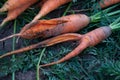 Ugly carrots against background of garden bed, vegetable diseases, mutation, pest damage