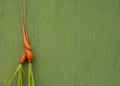 Ugly carrots on a green wooden background